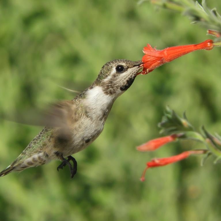 hummingbird at flower